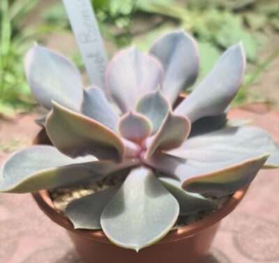 Echeveria "Trumpet Premium"