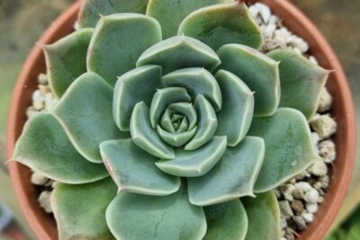 Echeveria "SANTARINA" - Зображення 3