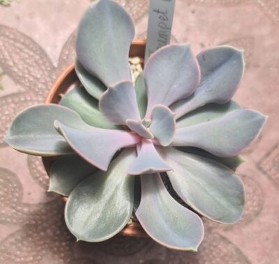 Echeveria "Trumpet Premium" - Зображення 2