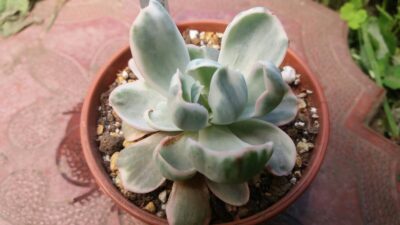 Echeveria "Berkeley Light" variegated