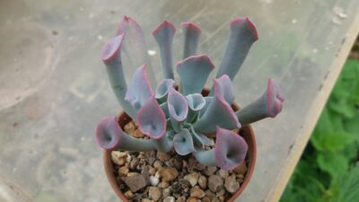 Echeveria "Trumpet Pinky"