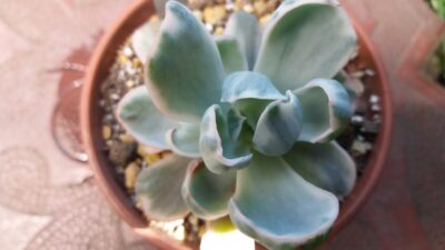 Echeveria "Berkeley Light" variegated - Зображення 3