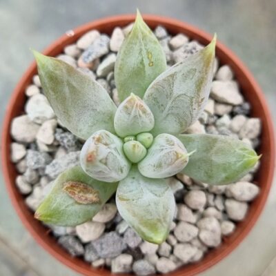 Echeveria agavoides "Tolimanensis" - Зображення 2