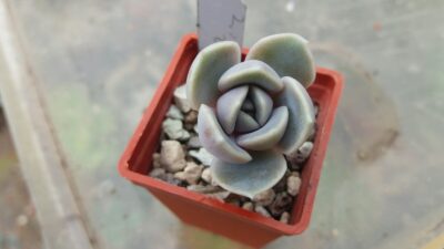 ECHEVERIA "TYNIE BURGER"