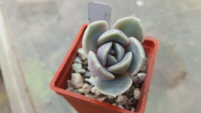 ECHEVERIA "TYNIE BURGER" - Зображення 2