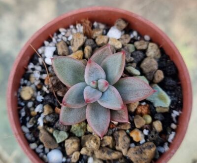 Echeveria agavoides "PSYCHE" - Зображення 2