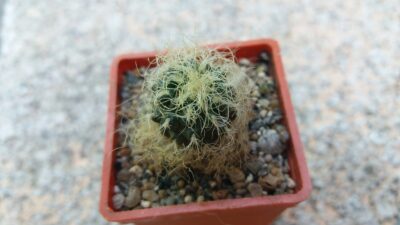 SULCOREBUTIA "HERTUSII"