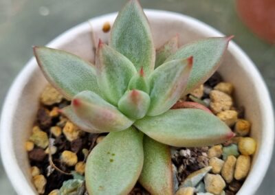 Echeveria agavoides "PSYCHE"