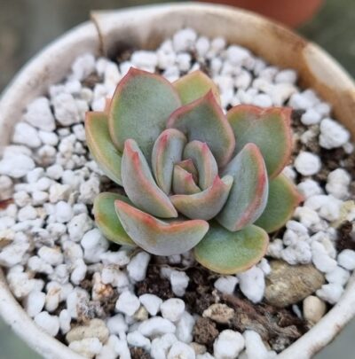 Echeveria "Darc Ice" - Зображення 2