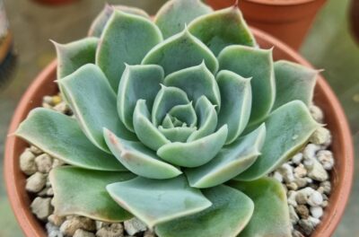 Echeveria "SANTARINA"