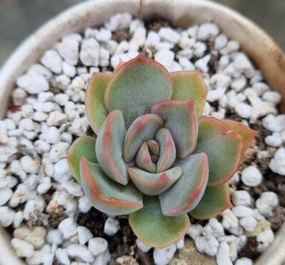 Echeveria "Darc Ice"