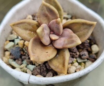 Echeveria "Xichuensis"