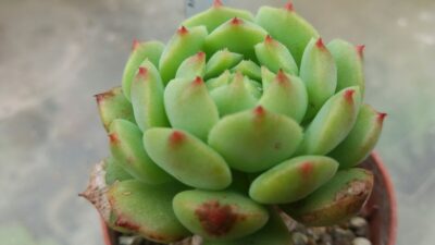 ECHEVERIA "RAMILLETTE"