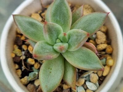 Echeveria agavoides "PSYCHE" - Зображення 2