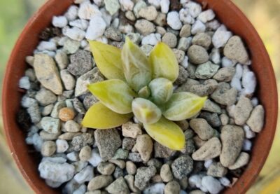 Echeveria agavoides "Tolimanensis" - Зображення 2