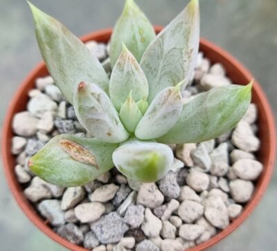 Echeveria agavoides "Tolimanensis"