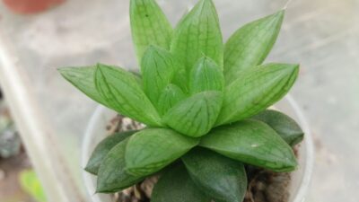 HAWORTHIA COOPERI "ROCKS" - Зображення 2