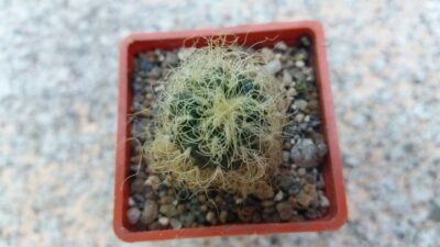 SULCOREBUTIA "HERTUSII" - Зображення 2