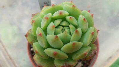 ECHEVERIA "RAMILLETTE" - Зображення 2
