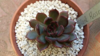 ECHEVERIA "BLACK ROSE" - Зображення 2