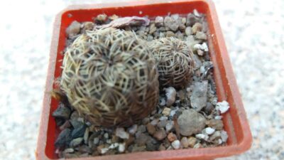 SULCOREBUTIA "CANIGUERALLII" - Зображення 3