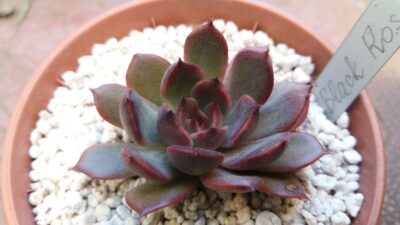 ECHEVERIA "BLACK ROSE"