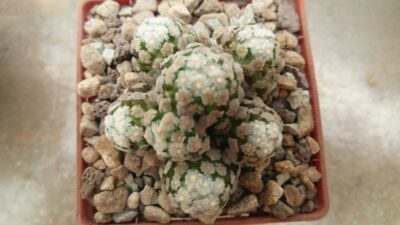 MAMMILLARIA "THERESAE" - Зображення 2