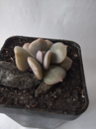 Echeveria "Cubik frost"