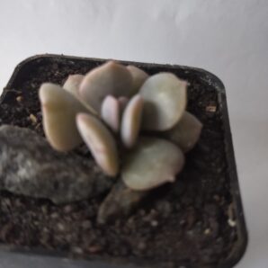 Echeveria "Cubik frost"