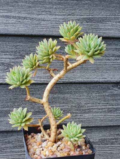 Sedum sp.