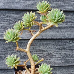 Sedum sp.