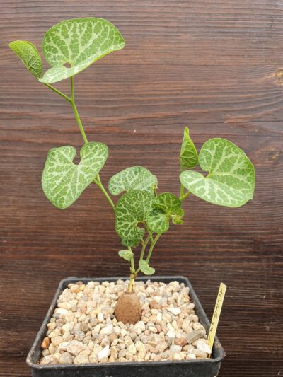 Aristolochia fimbriara