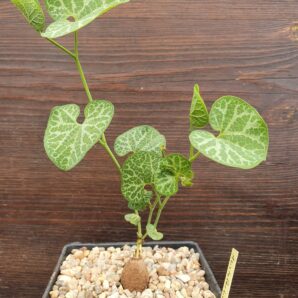 Aristolochia fimbriara