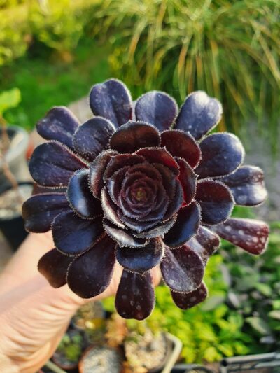 Aeonium schwarzkopf