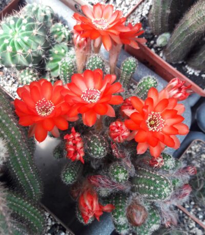 Chamaecereus silvestrii (культивар)