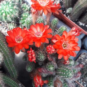 Chamaecereus silvestrii (культивар) | 16