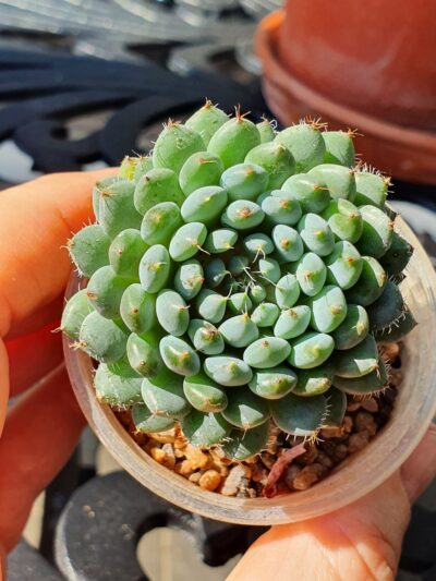 Echeveria setosa var.rundellii