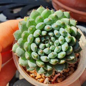 Echeveria setosa var.rundellii