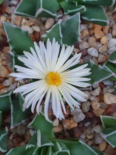 Faucaria bossheana white