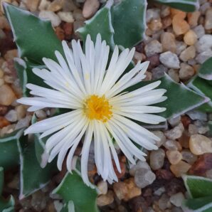 Faucaria bossheana white