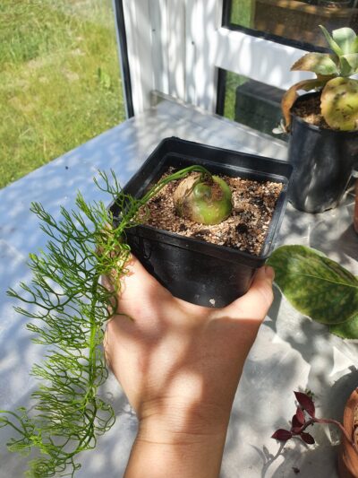 Bowiea volubilis - Зображення 2