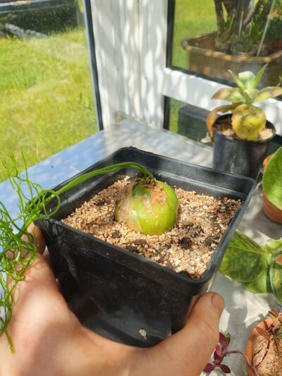 Bowiea volubilis