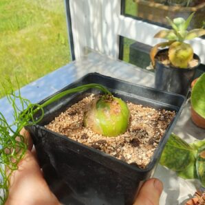 Bowiea volubilis | 16