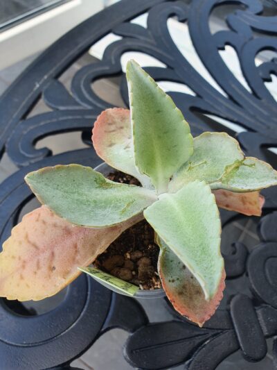 Kalanchoe gastonis-bonnieri