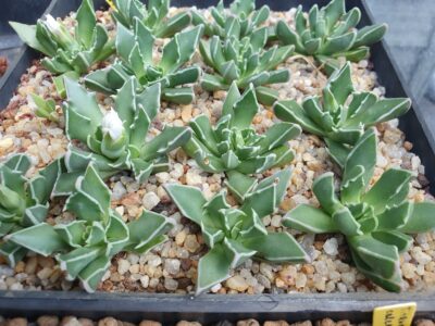 Faucaria bossheana white - Зображення 2
