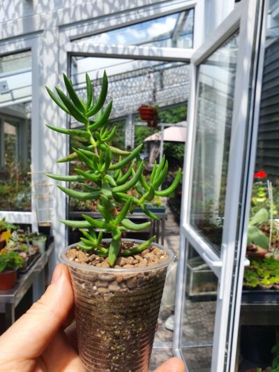 Crassula tetragona