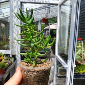 Crassula tetragona