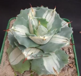 Agave isthmensis ‘Ohi Raijin Shiro Nakafu’ – Variegated Dwarf