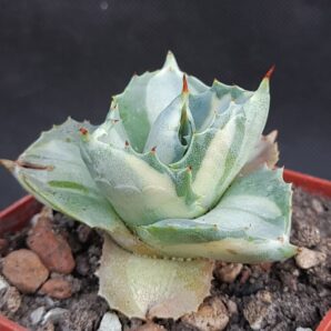 Agave isthmensis ‘Ohi Raijin Shiro Nakafu’ – Variegated Dwarf