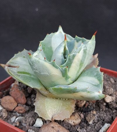 Agave isthmensis ‘Ohi Raijin Shiro Nakafu’ – Variegated Dwarf